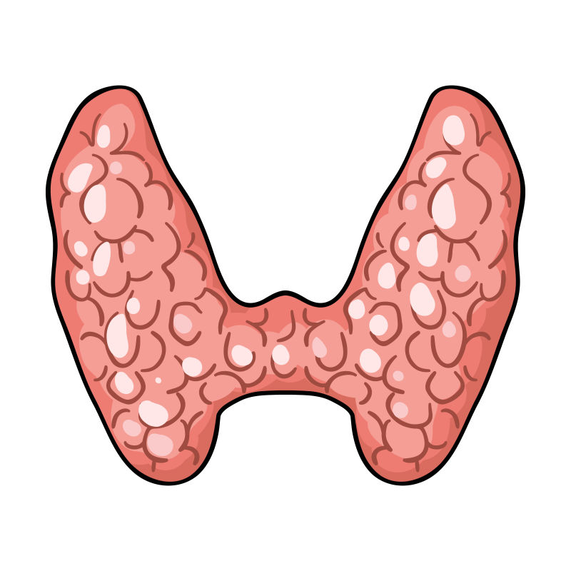 人类甲状腺卡通风格矢量图