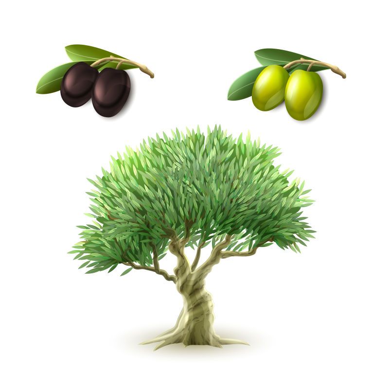 矢量的橄榄和橄榄树插图