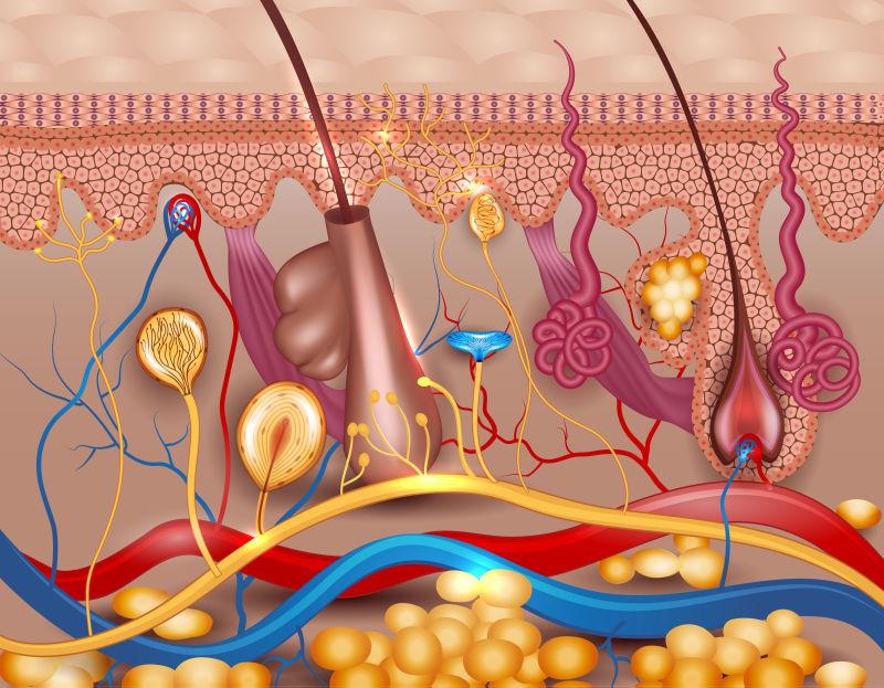 色彩艳丽的人体皮肤矢量解剖结构