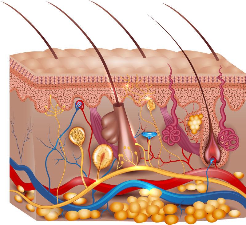 矢量皮肤解剖医学插图