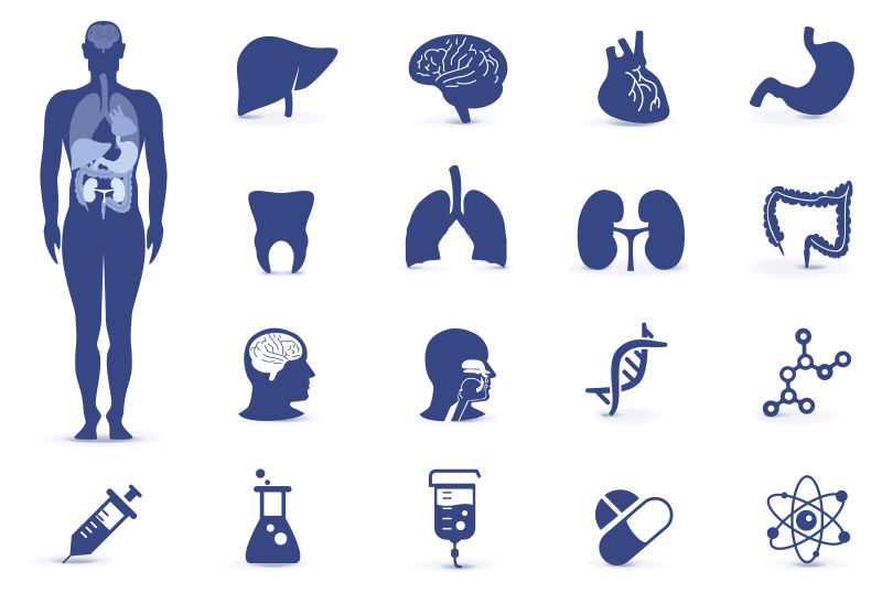 矢量的人体医学插图