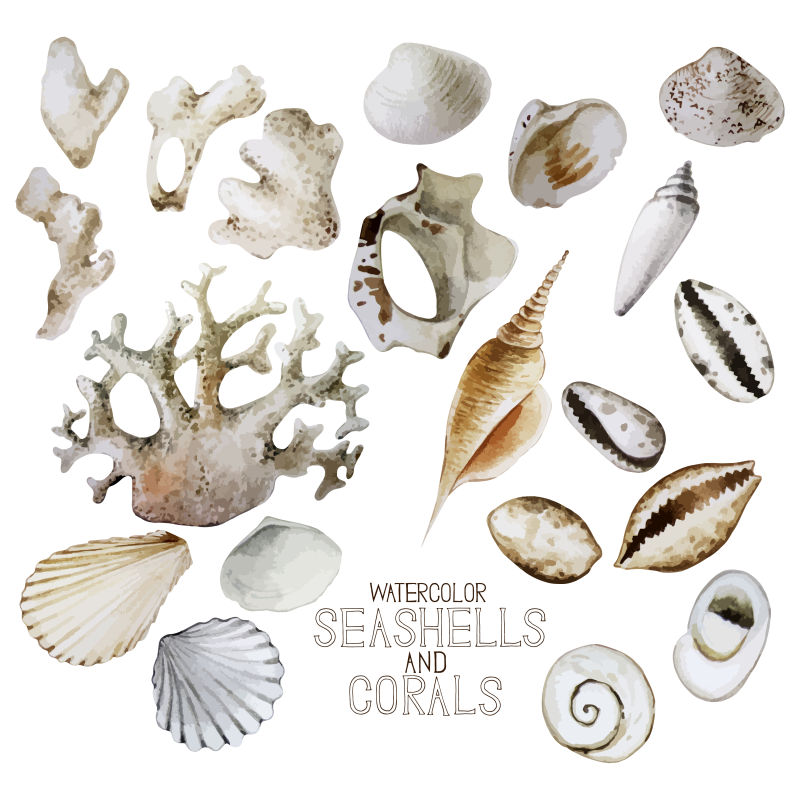 矢量海洋元素水彩贝壳和珊瑚