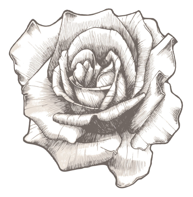 情人节手绘玫瑰矢量插图