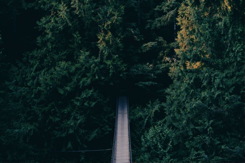 穿过森林的木桥