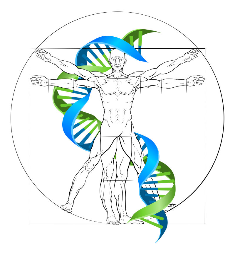 维特鲁威人插图矢量设计