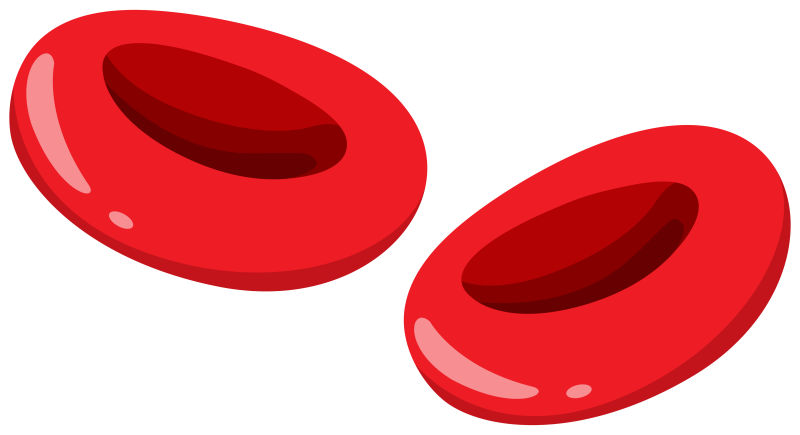 矢量血液里的红色红细胞
