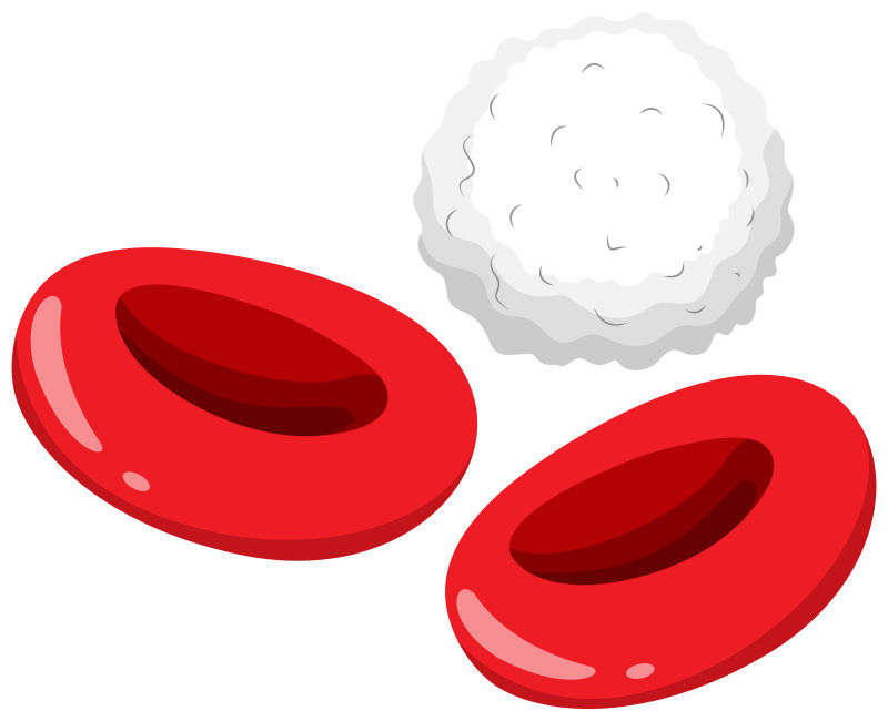 矢量血液中的红细胞与白细胞