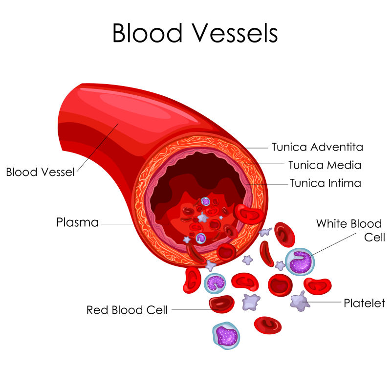 矢量人体血管医学教育图