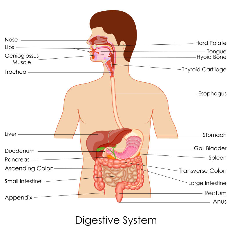 创意矢量现代现代人体消化系统信息插图设计