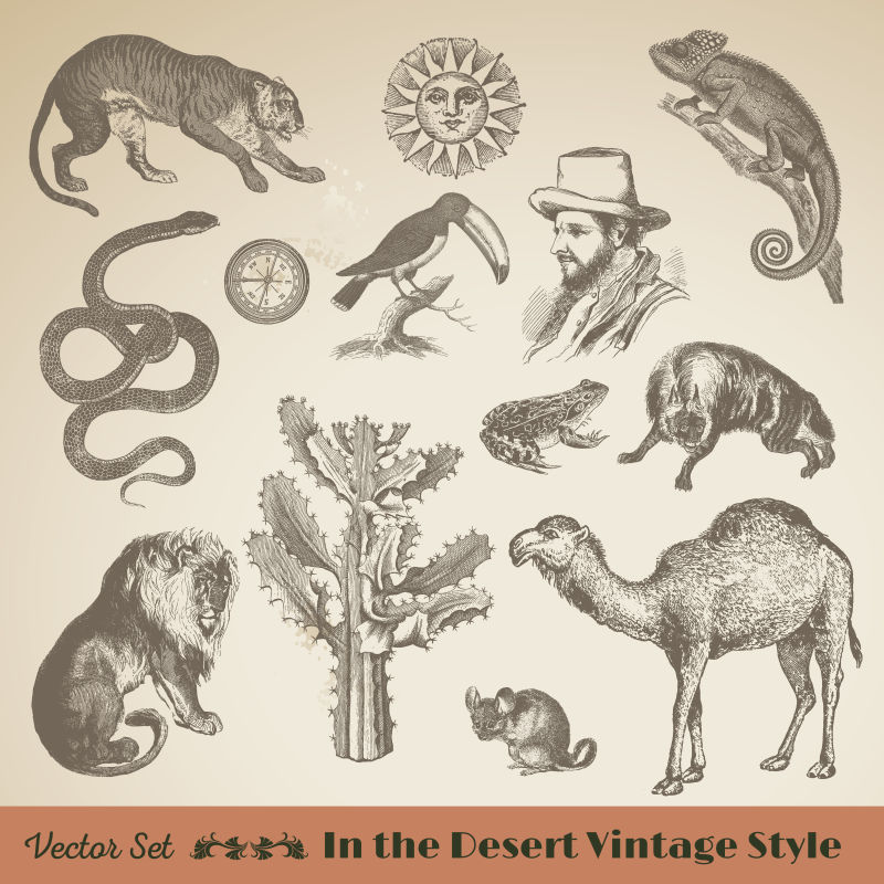 野生动物集：古老的沙漠矢量插图完美的品牌传单印刷数字网站编辑和插图工作