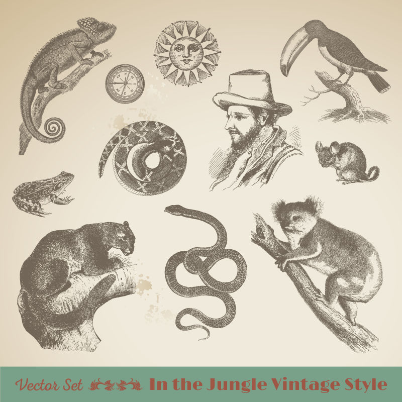 热带动物和异国旅行：古董向量集收集完美的品牌传单印刷数字网站编辑和插图工作