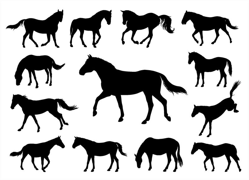 马的轮廓图形矢量插图集