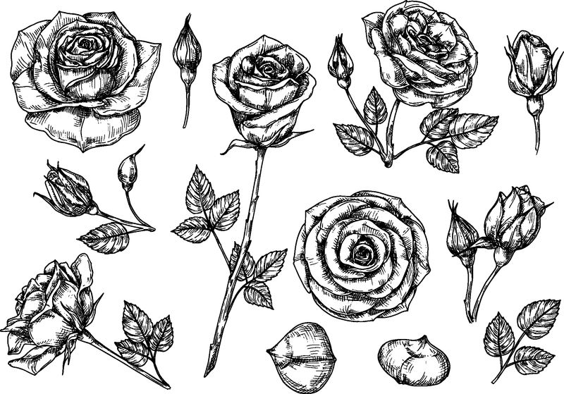 手绘玫瑰-用荆棘和树叶画玫瑰花-黑白复古蚀刻矢量植物隔离集