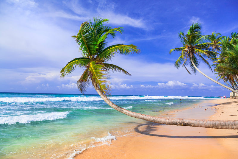 斯里兰卡的热带假日美丽的野生棕榈海滩