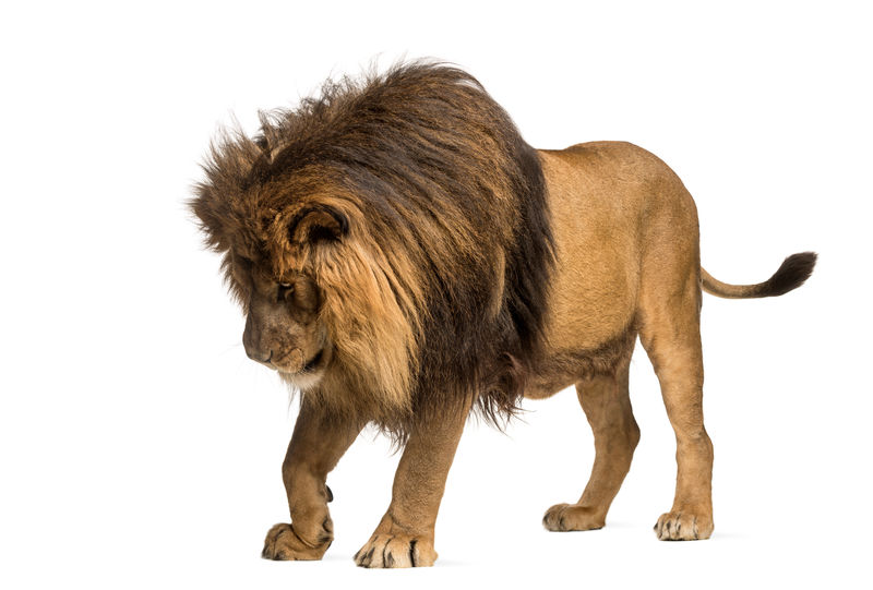 狮子站着俯视潘瑟拉·利奥10岁