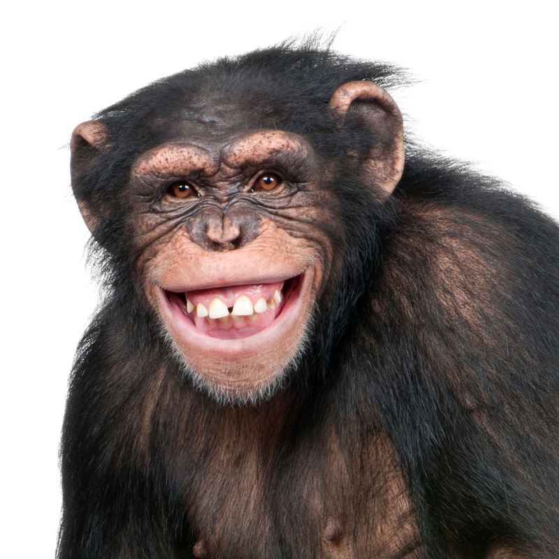 幼黑猩猩-猿类（6岁）