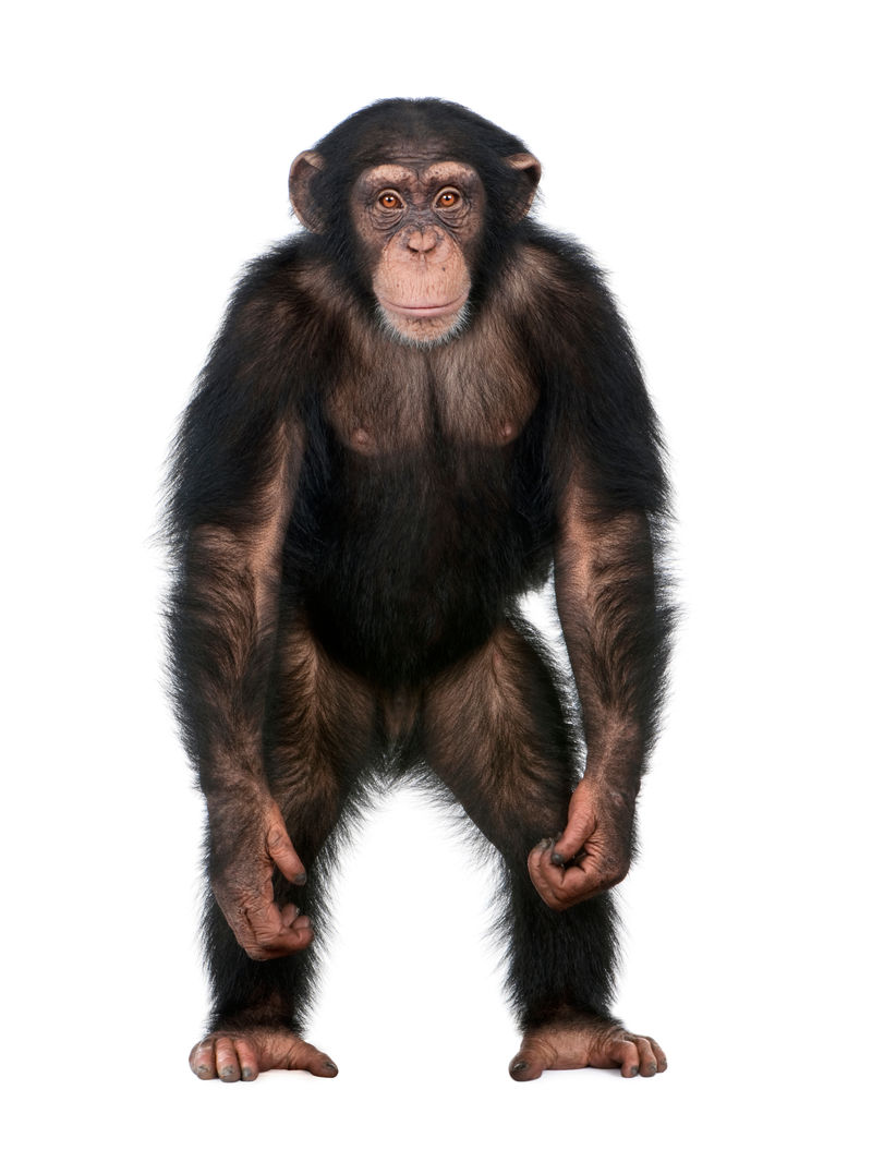 小黑猩猩像人猿一样站起来（5
