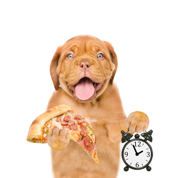 有趣的小狗披萨上有闹钟文本空间白底隔离