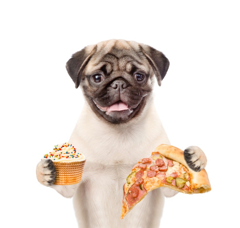 带披萨和纸杯蛋糕的有趣小狗白底隔离