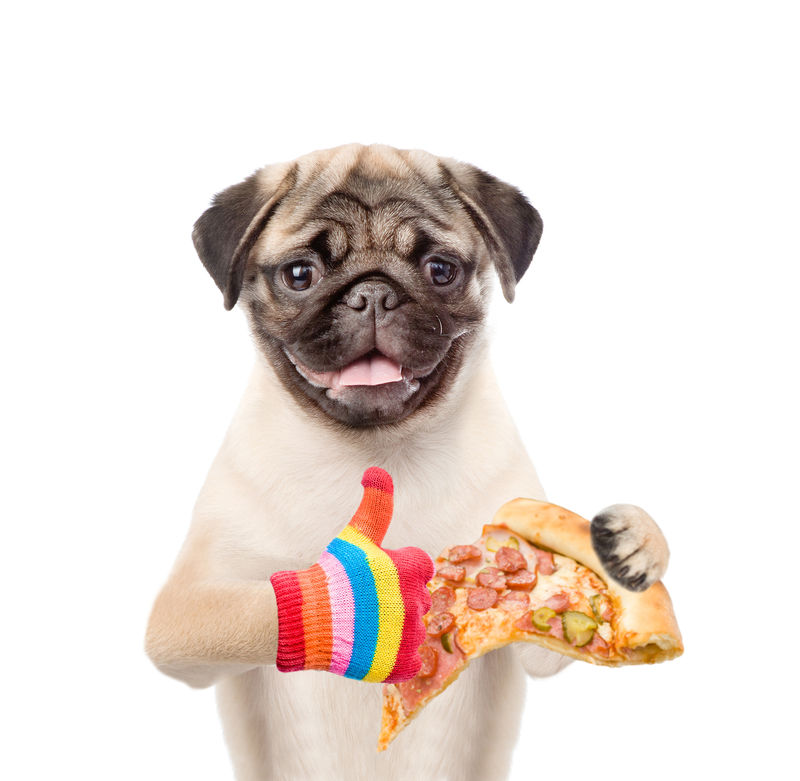 有趣的小狗披萨竖起大拇指白底隔离
