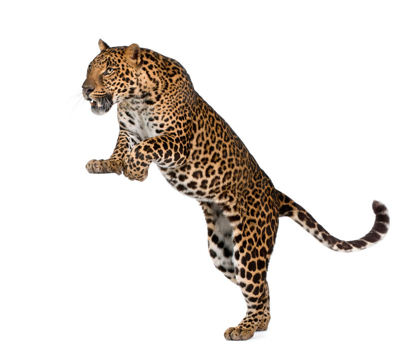 豹Panthera Pardus白底前