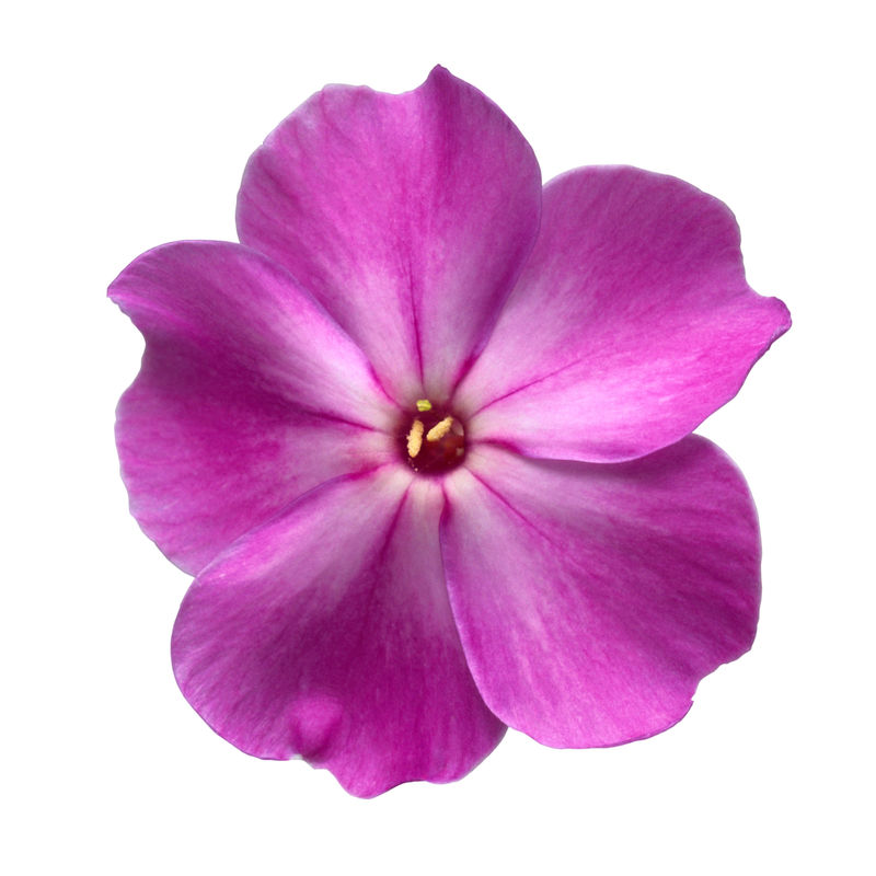 白底芙蓉紫花