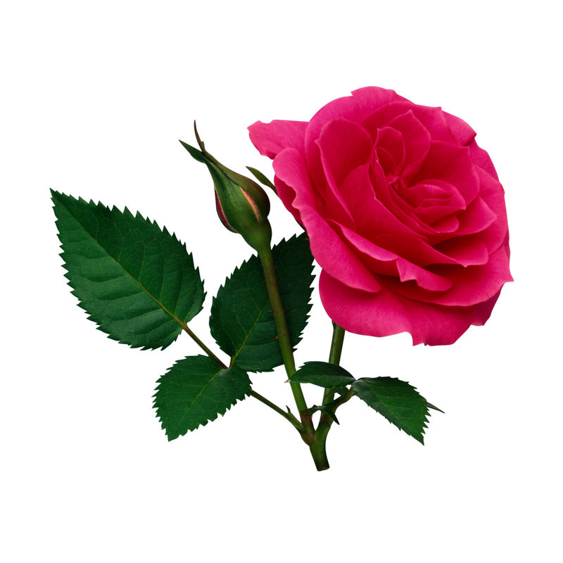 粉红色的玫瑰