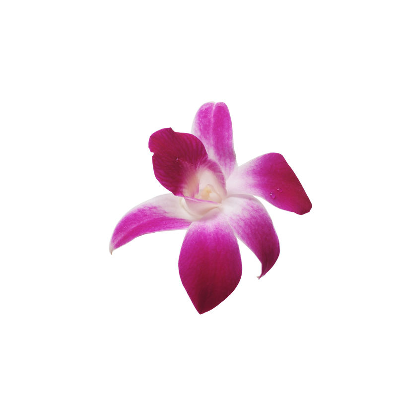白色背景下美丽的紫色石斛兰花