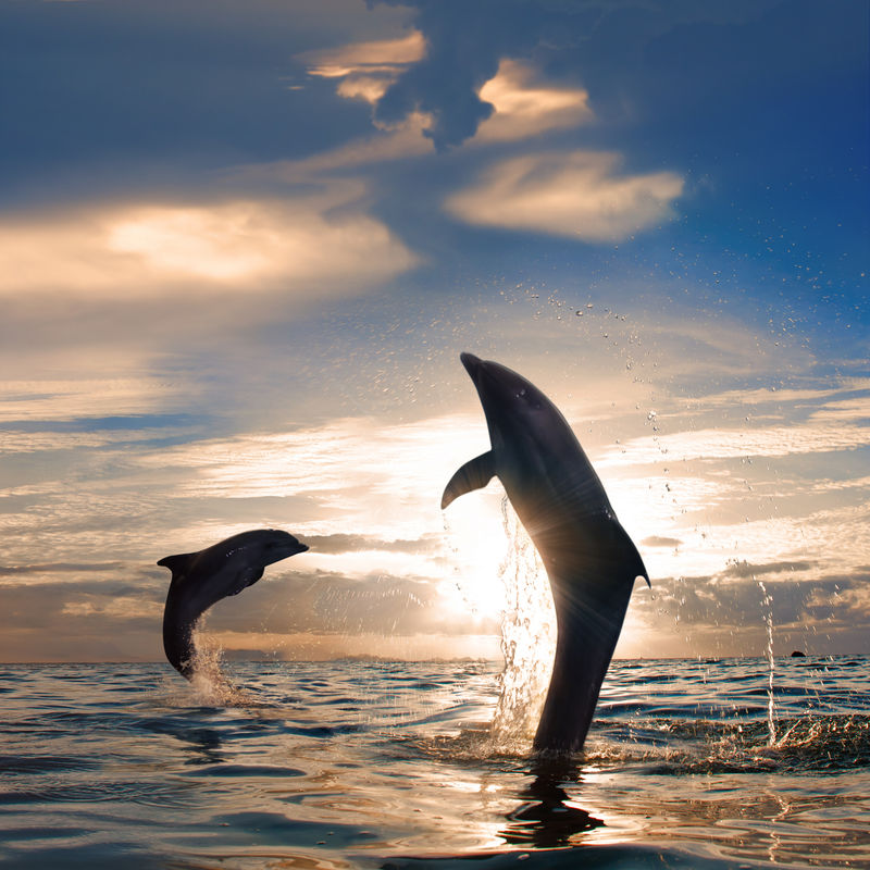 海上橙色的日落和两只美丽的嬉戏海豚从水中跳了起来