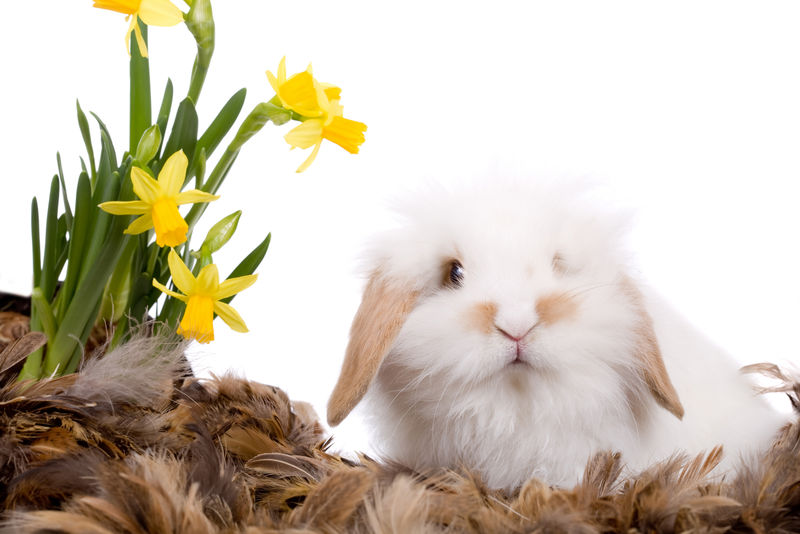 白底可爱白兔-水仙花