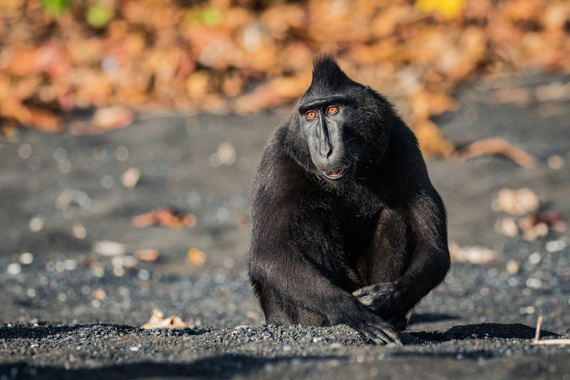 在野生动物macaque西里伯斯冠毛
