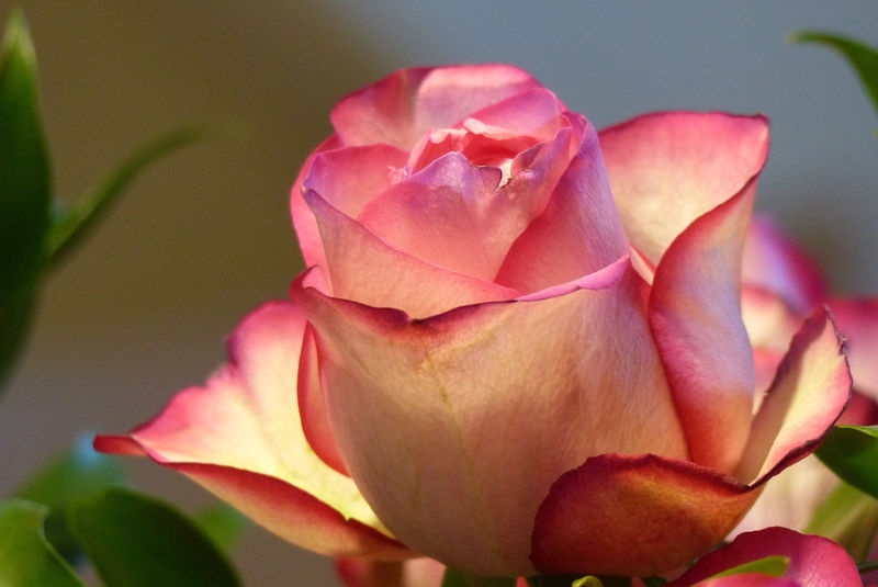美丽的玫瑰花-粉红的玫瑰春花的特写