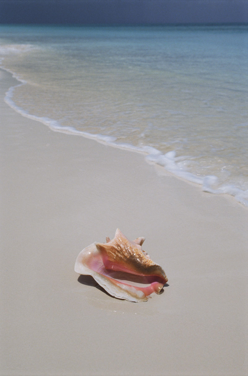 一只巨大的海螺（lobatus gigas）躺在特克斯和凯科斯群岛完美的白色沙滩上-这是一种很受欢迎的软体动物