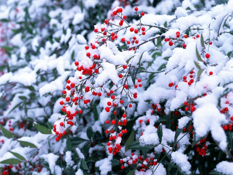 蓝色天空下树枝上的雪的冬季场景细节