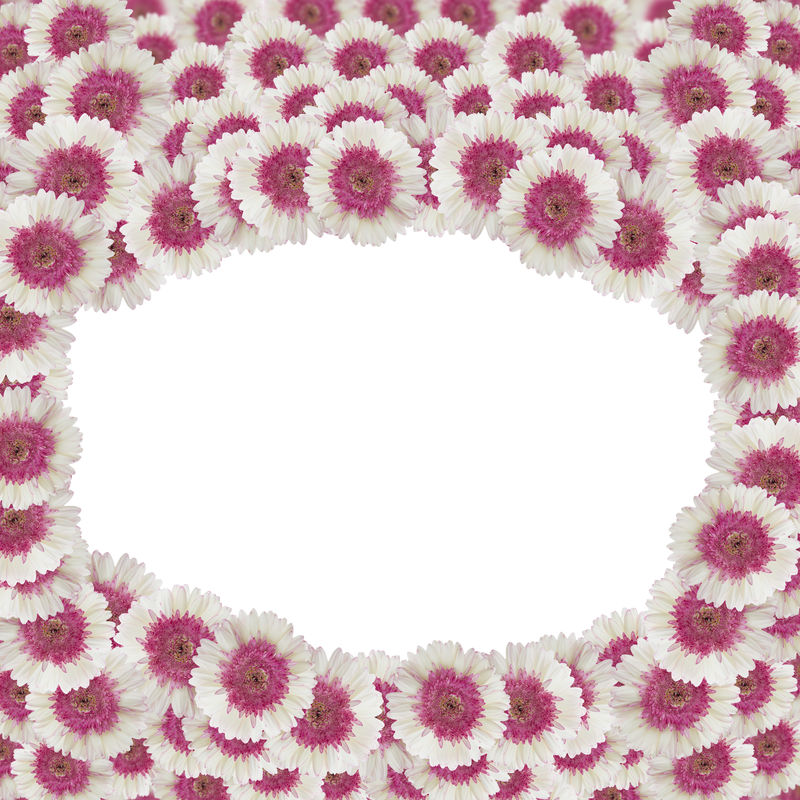 粉白非洲菊-自然抽象背景