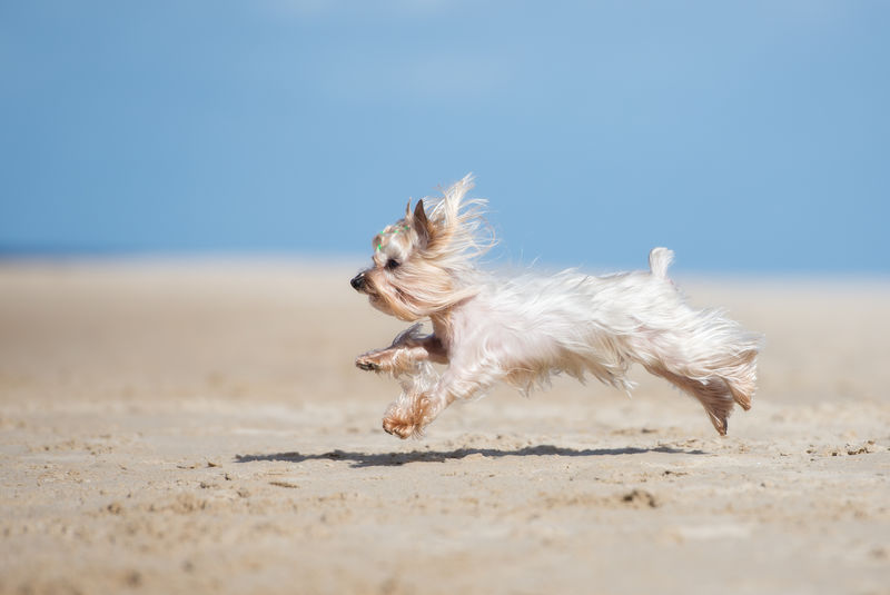 可爱的迷你约克郡犬在海滩上奔跑