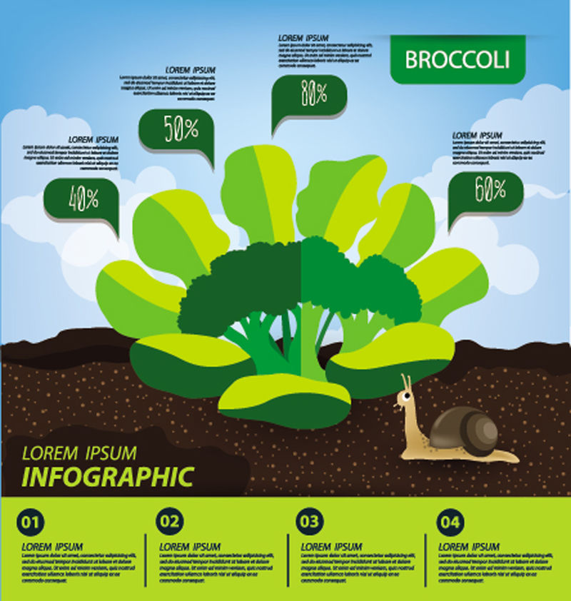 花椰菜-信息图表-蔬菜矢量图