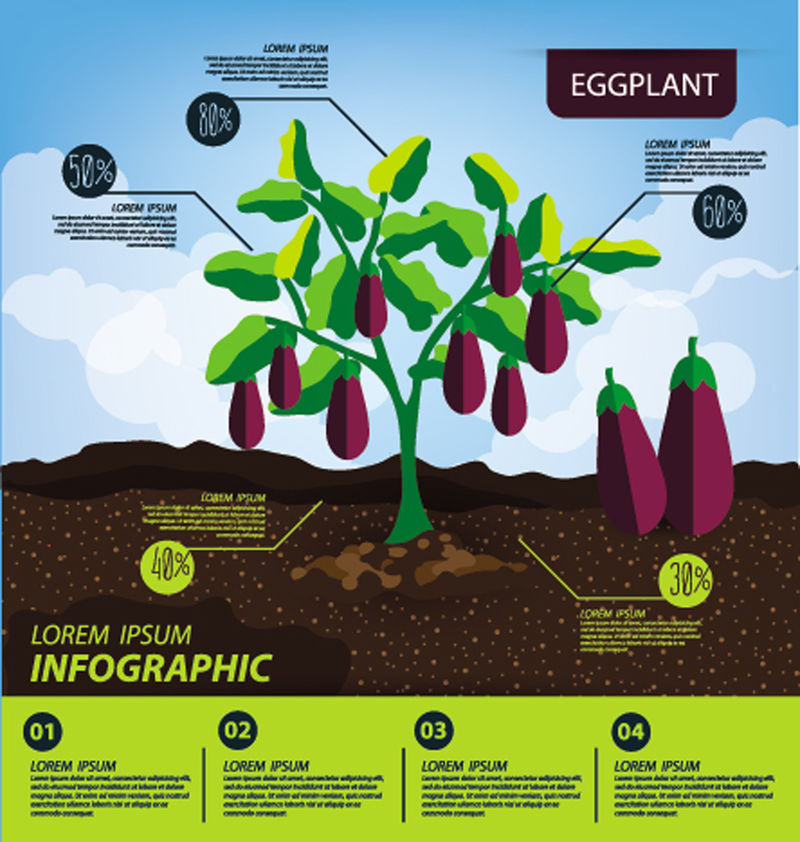 茄子-信息图表-蔬菜矢量图
