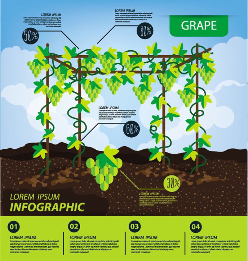 葡萄-信息图表-水果矢量图
