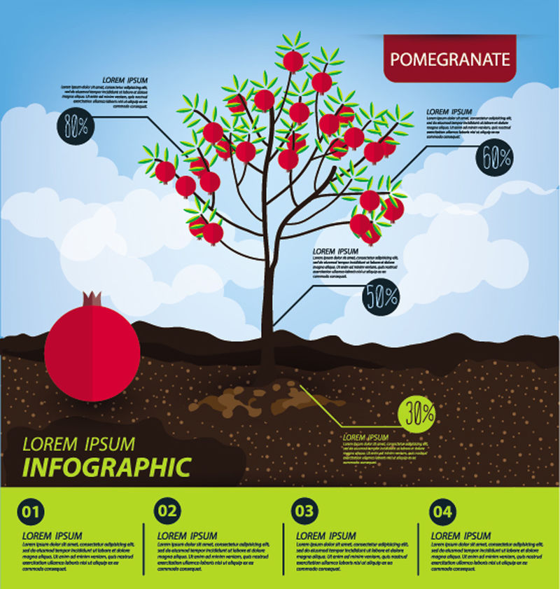 石榴-信息图表-水果矢量图