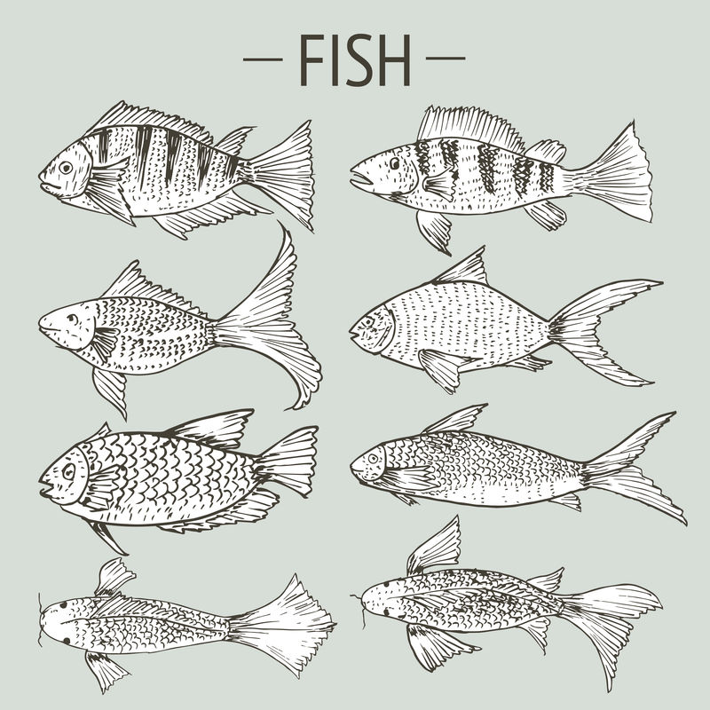 一套手绘鱼健康食品图纸集矢量