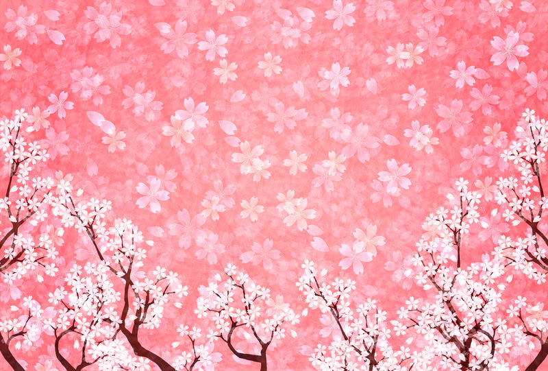 春季日本纸樱桃背景