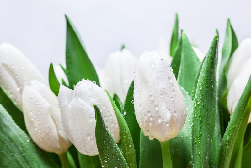 清新的白色郁金香花束，白色背景上有水滴特写。春天