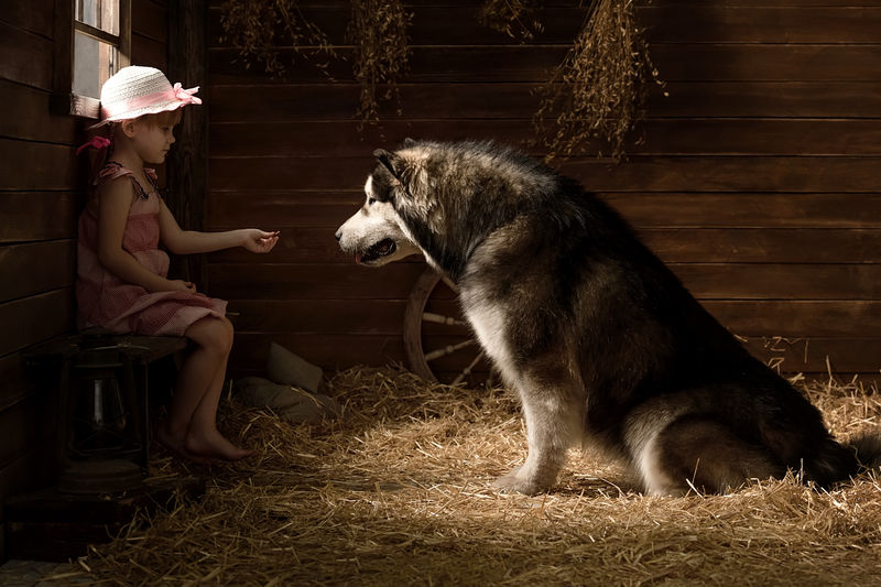 一个在谷仓里用稻草牵着一只大狗的小女孩