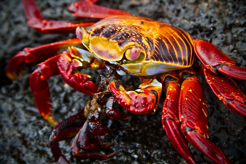 红莎莉在加尔帕戈斯群岛的岩石上踩螃蟹