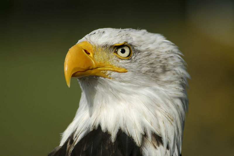 美国鹰的肖像