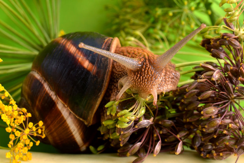 植物背景上的蜗牛肖像