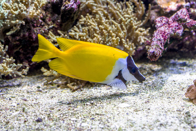 水下世界明亮的异域热带珊瑚鱼