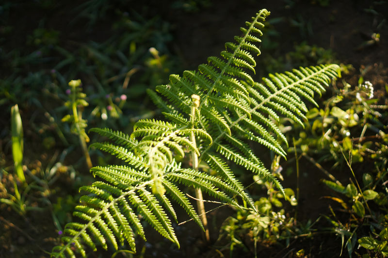 蕨类植物采样