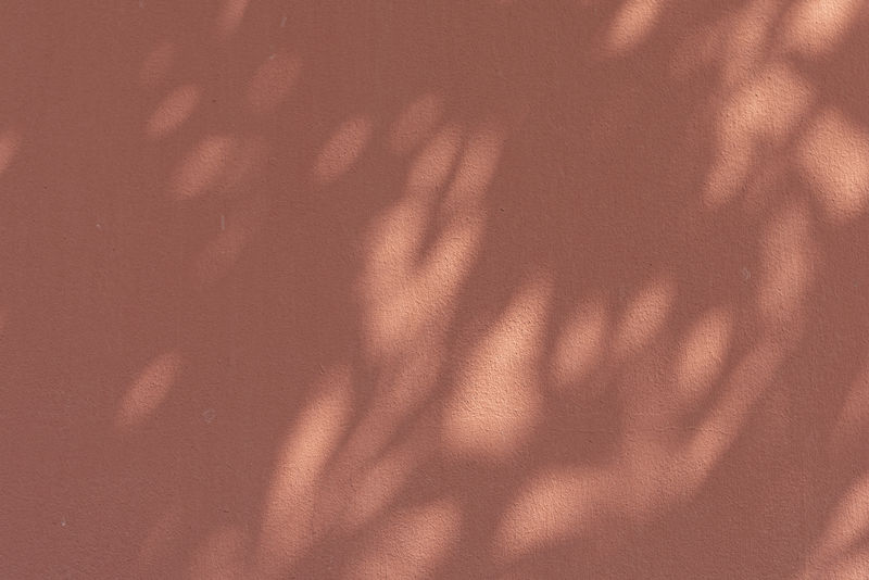 橘色墙上的树叶的影子